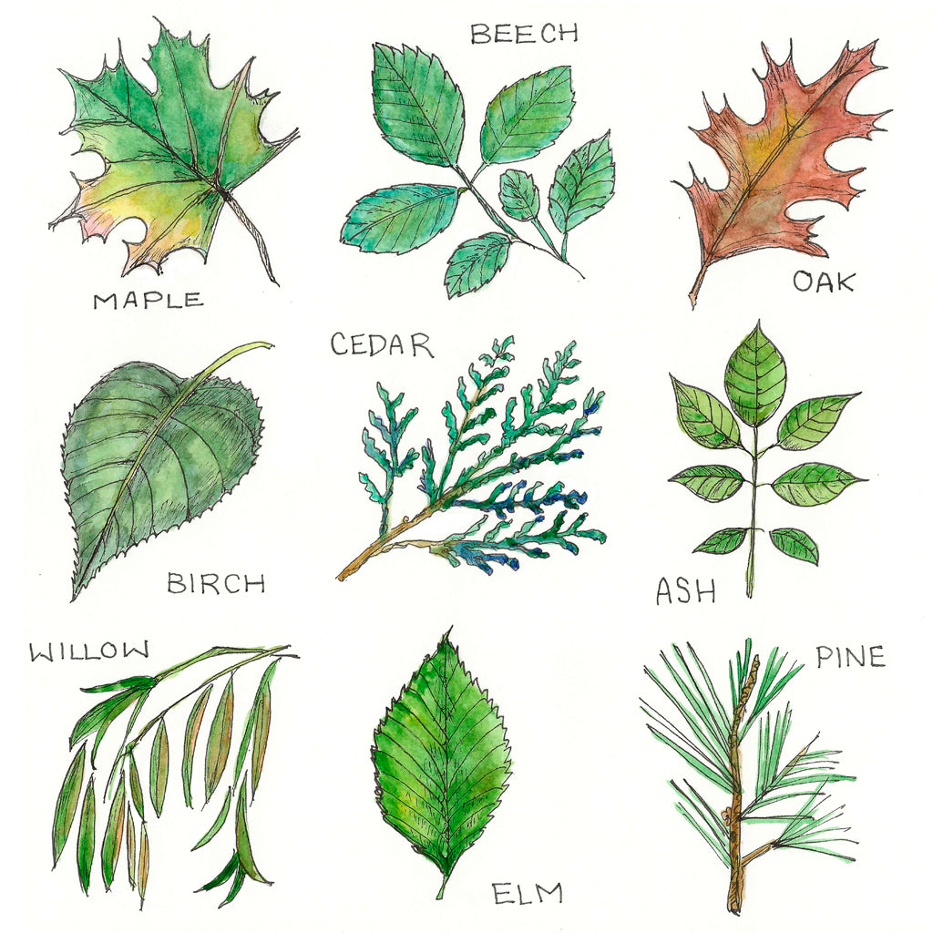 "Leaves of Ontario" Note Card