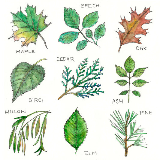 "Leaves of Ontario" Note Card